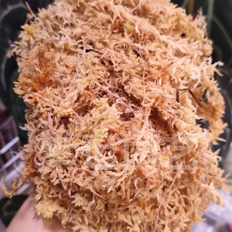 Neuseeländisches 5A-Sphagnummo – Preserved Moss Sheet Bewertung und Preis